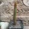 Cleistocactus Buchtienii Cactus Plant
