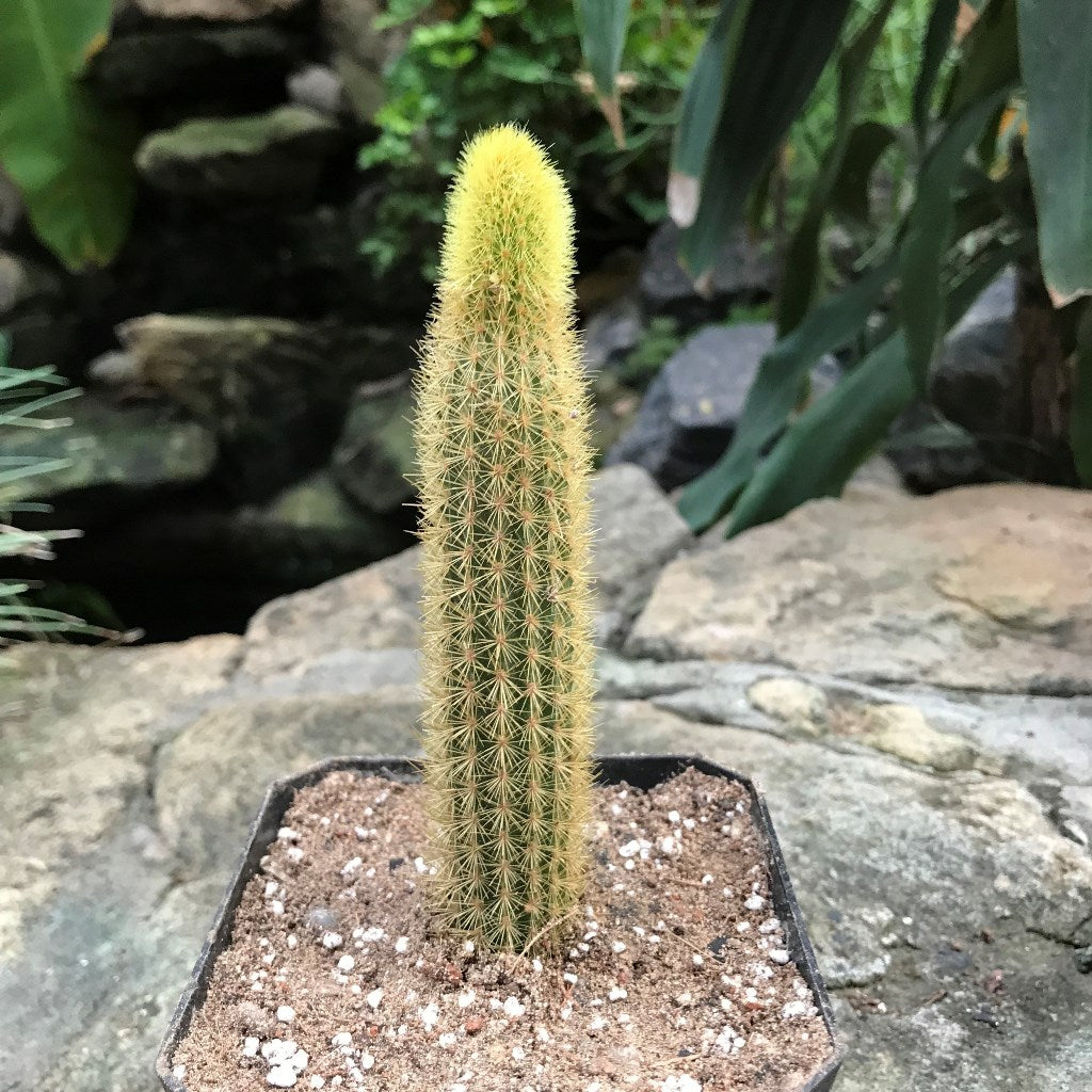 Cleistocactus Winteri Monkeys Tail Cactus Plant - myBageecha