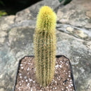 Cleistocactus Winteri Monkeys Tail Cactus Plant