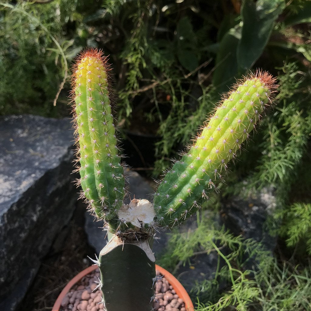Cleistocactus Samaipatanus Variegata Cactus Plant - myBageecha