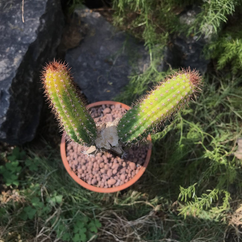 Cleistocactus Samaipatanus Variegata Cactus Plant