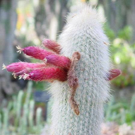 Cleistocactus Strausii Wooly Torch Cactus Plant