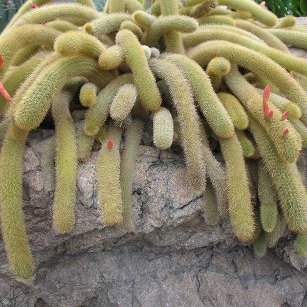 Cleistocactus Winteri Monkeys Tail Cactus Plant - myBageecha