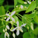 Fragrant Virgin's Bower - Clematis Flammula Plants myBageecha - myBageecha