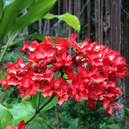 Flaming Glorybower Plant