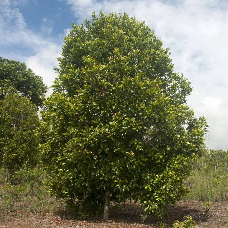 Clove Tree