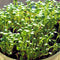 Clover Microgreen Seeds