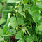 Cluster Bean / Guwar Fali Seeds myBageecha - myBageecha