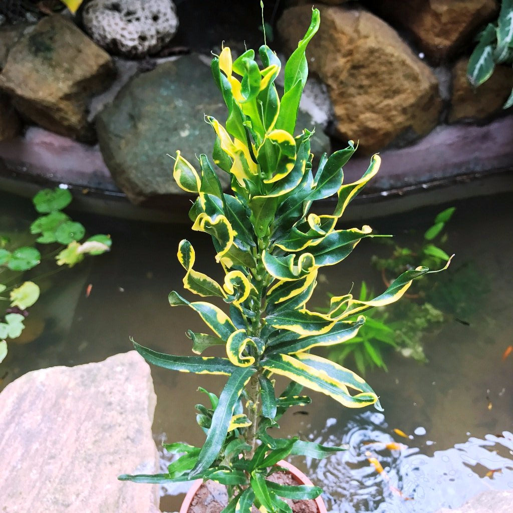 Codiaeum Croton Variegatum Mammy Plant - myBageecha