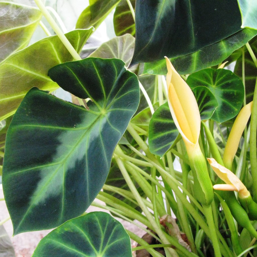 Colocasia esculenta 'Illustris'- Chamagadda bulbs - myBageecha