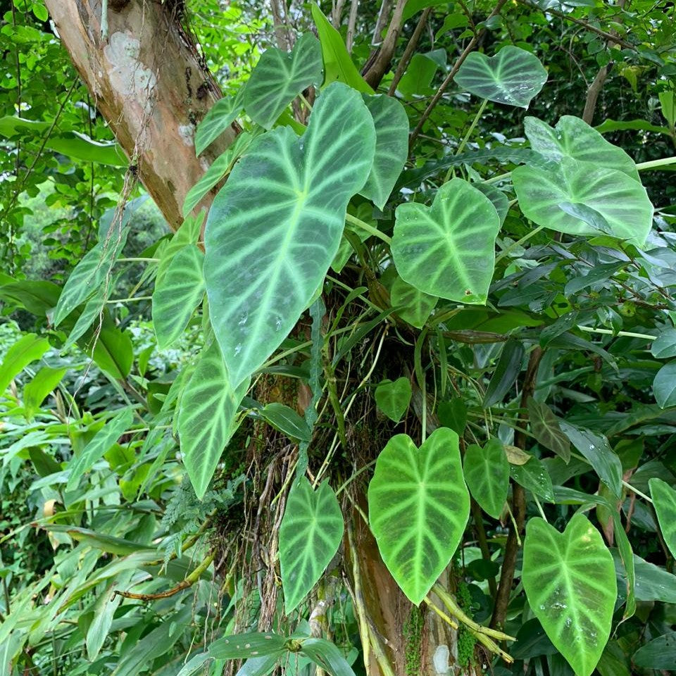 Colocasia esculenta 'Illustris'- Chamagadda bulbs - myBageecha