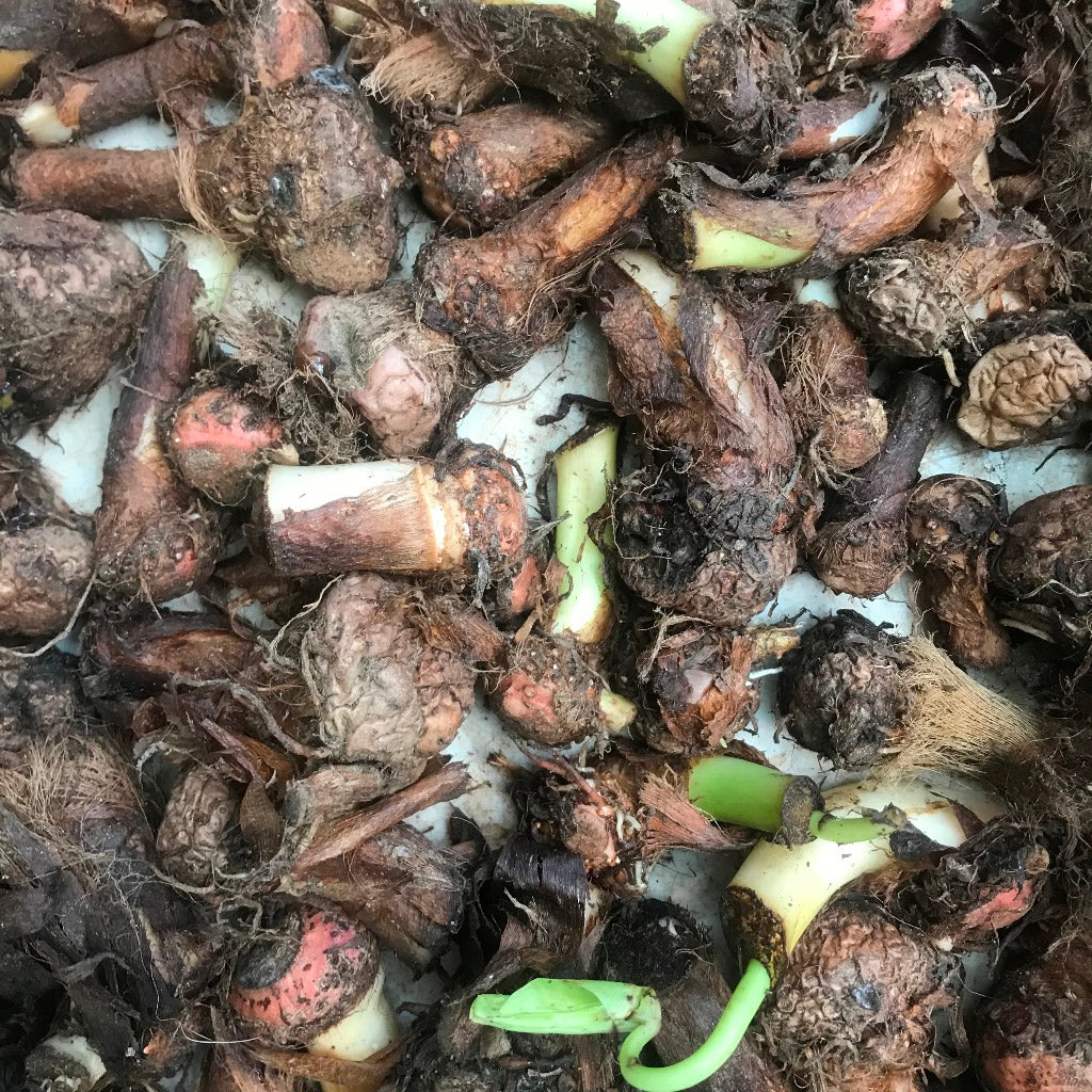 Colocasia esculenta 'Illustris'- Chamagadda bulbs - myBageecha