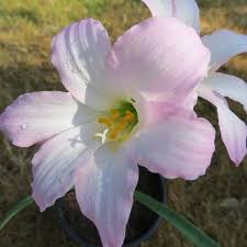 Rain Lily 'Cooperanthus Hortensis' (Bulbs) - myBageecha
