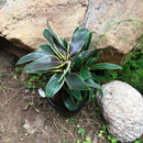 Cordyline Fruticosa Compacta Coffee Plant