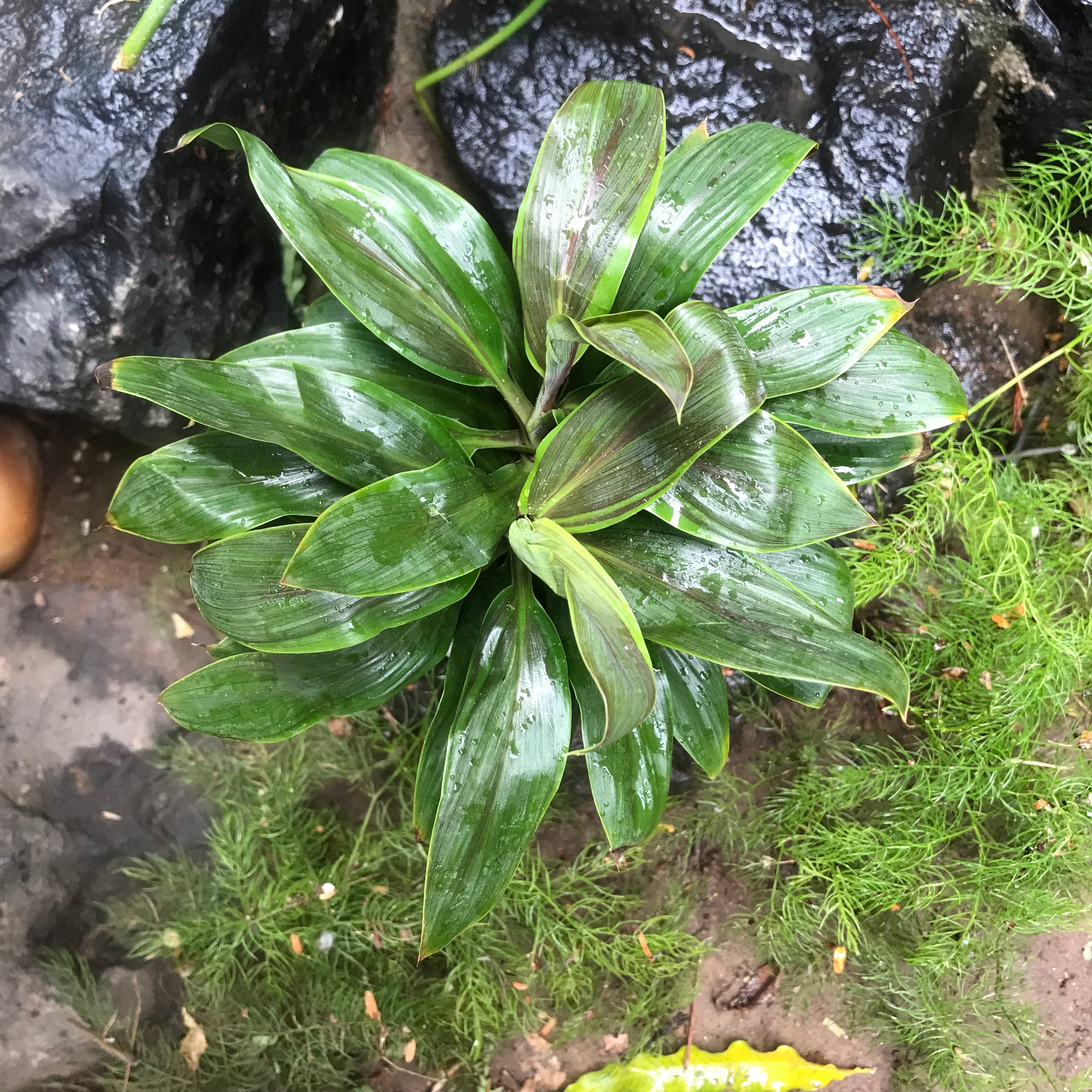 Cordyline Fruticosa Compacta Green Plant - myBageecha