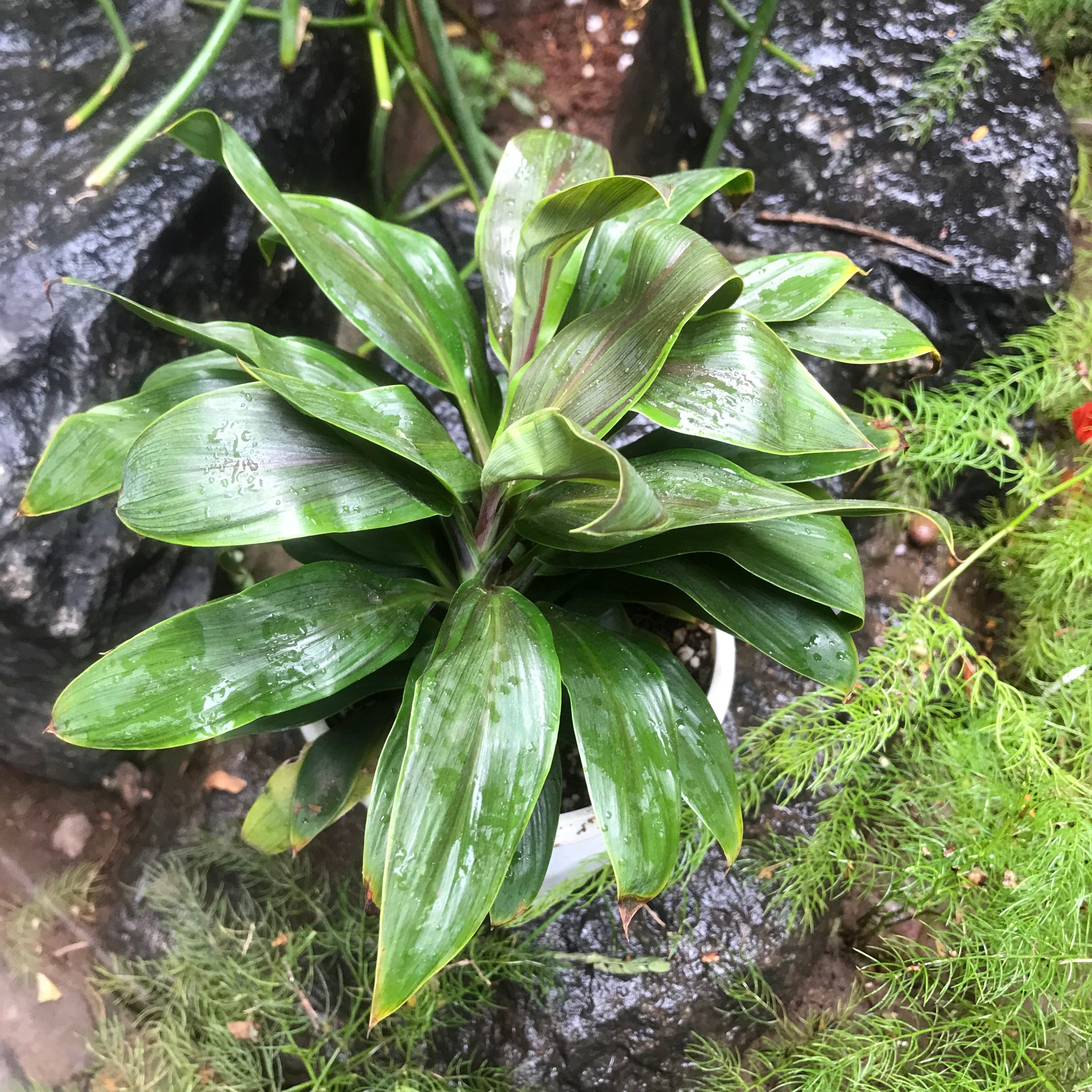 Cordyline Fruticosa Compacta Green Plant - myBageecha
