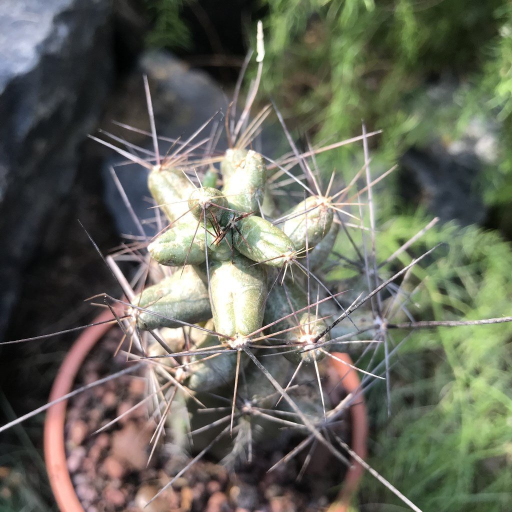 Coryphantha macromeris Cactus Plant - myBageecha