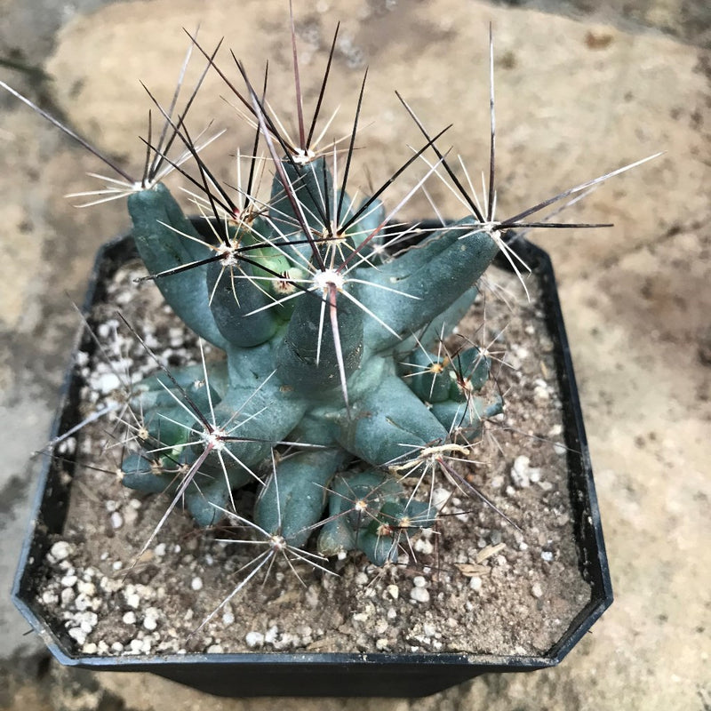 Coryphantha macromeris Cactus Plant