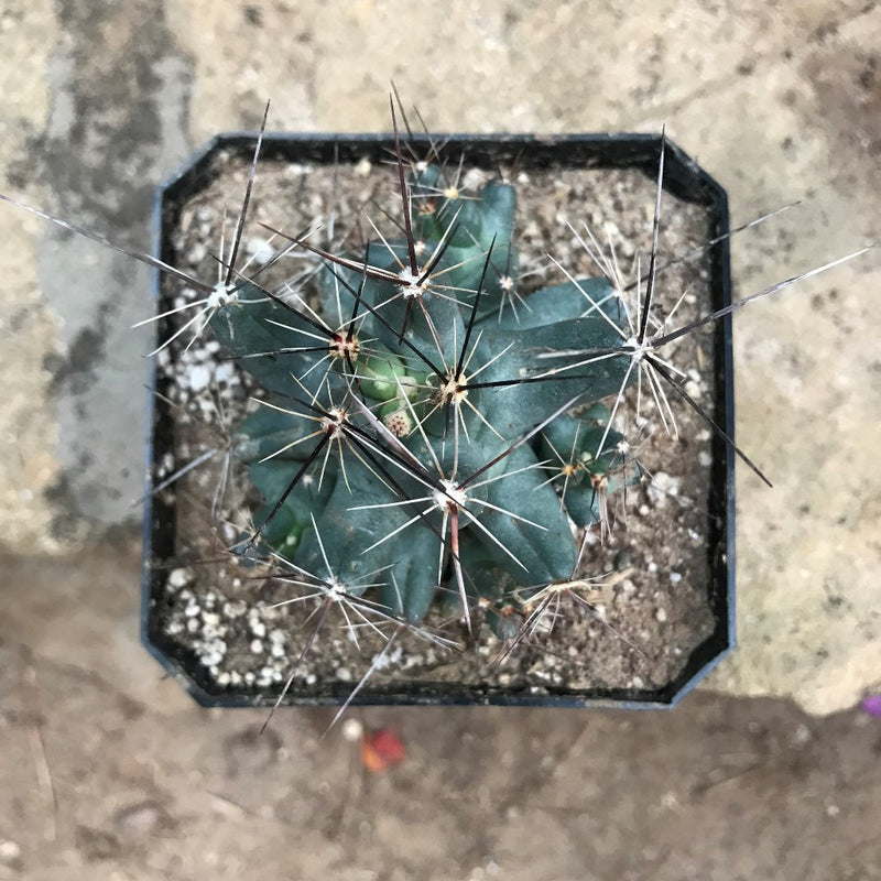 Coryphantha macromeris Cactus Plant