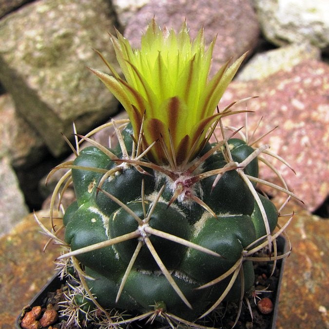 Coryphantha Sulcolanata Cactus Plant - myBageecha
