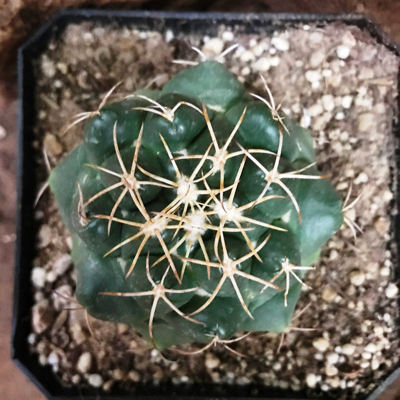 Coryphantha Sulcolanata Cactus Plant