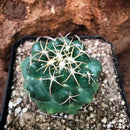 Coryphantha Sulcolanata Cactus Plant