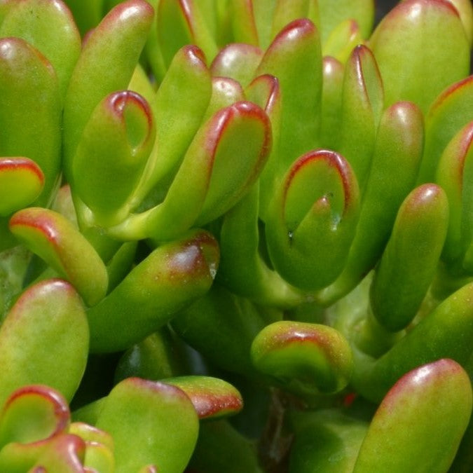 Crassula Ovata Hobbit Succulent Plant - myBageecha