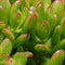 Crassula Ovata Hobbit Succulent Plant