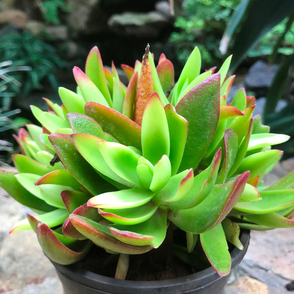 campfire succulent Crassula Campfire – Decorative Succulent Plant