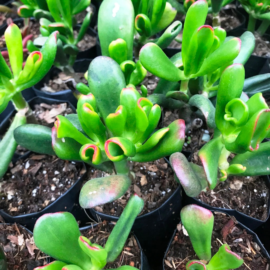 Crassula Ovata Hobbit Succulent Plant - myBageecha