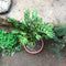 Crassula Tetragona Falcata Succulent Plant