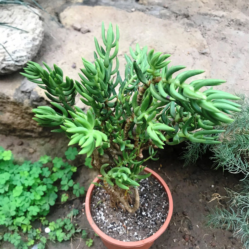 Crassula Tetragona Falcata Succulent Plant