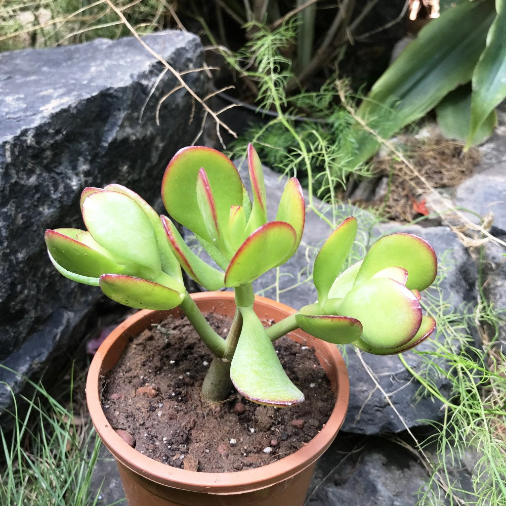 Crassula Ovata Compacta Succulent Plant - myBageecha