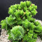 Crassula Estagnol Spiralis Succulent Plant