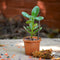 Crassula Ovata Plants myBageecha - myBageecha