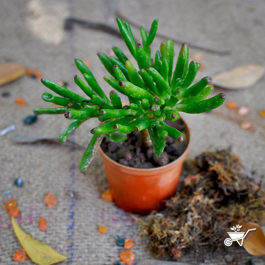 tiny leaves succulent Pack of 4 Tiny Window Succulents