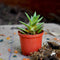 Crassula Exilis Ssp. Schmidtii Plants myBageecha - myBageecha