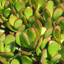Crassula Ovata Compacta Succulent Plant