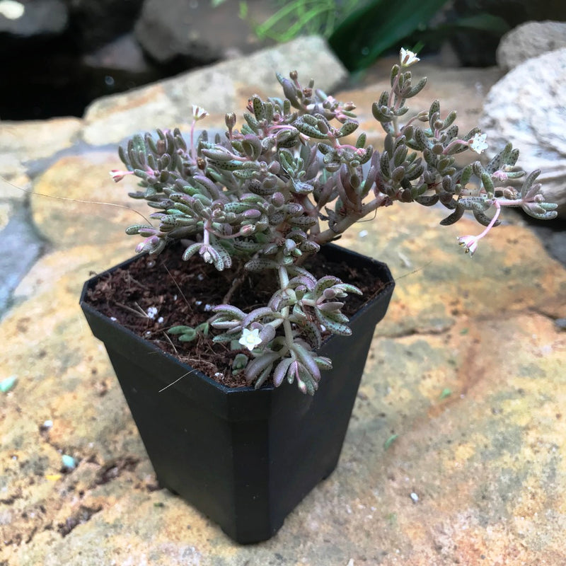 Crassula humbertii Succulent Plant