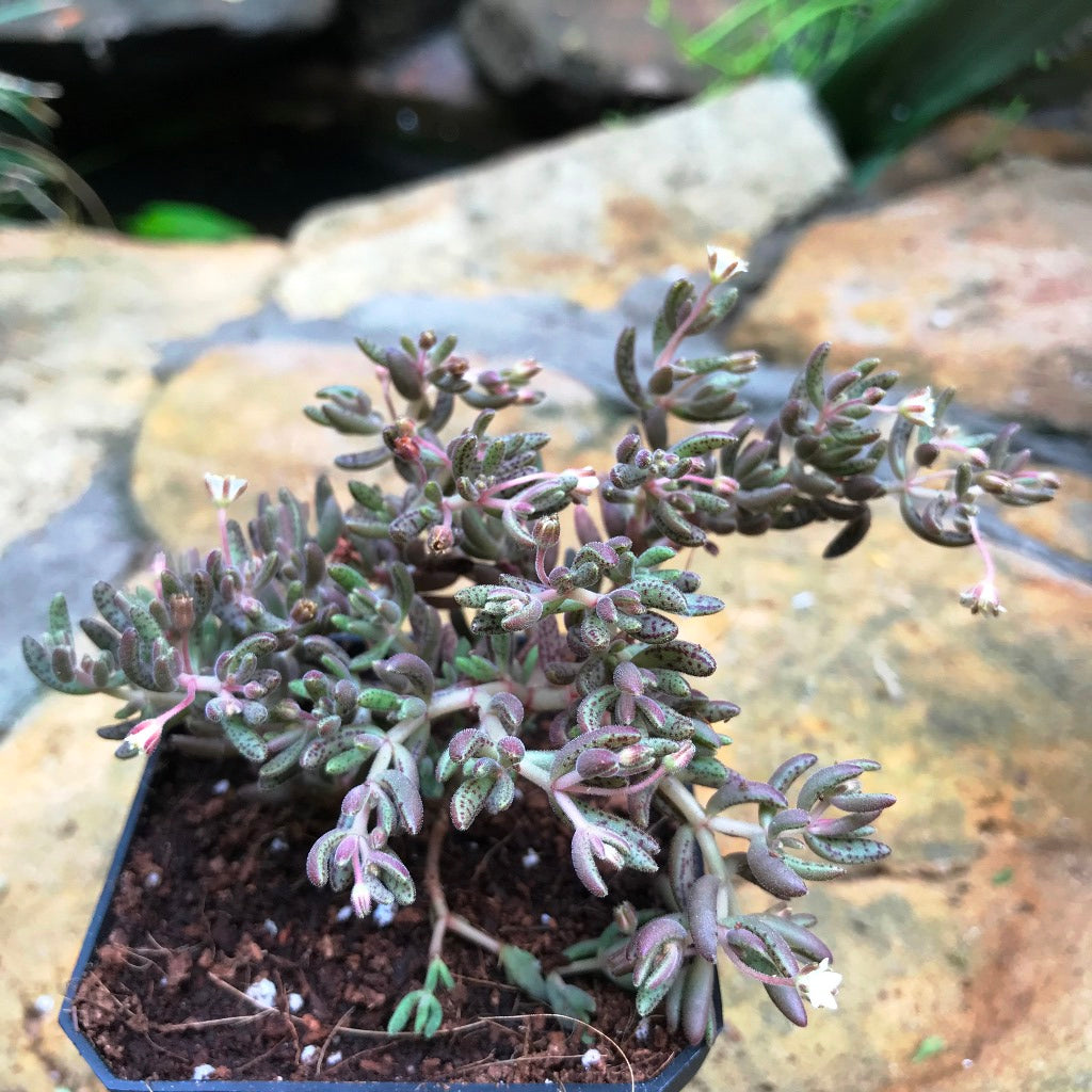 Crassula humbertii Succulent Plant - myBageecha