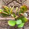 Crassula Ovata Hummels Sunset Succulent Plant