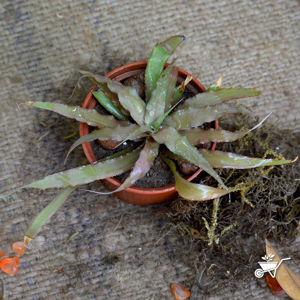 Cryptanthus Lacerdae 'Menescal' Plants myBageecha - myBageecha