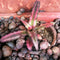 Cryptanthus Bivittatus Pink Starlight Plants myBageecha - myBageecha