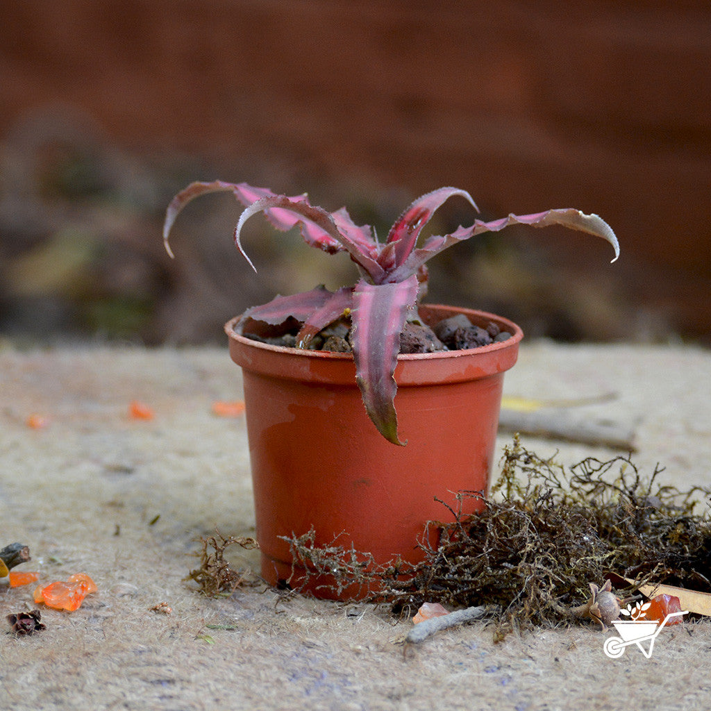 red star succulent Cryptanthus Red Star – Red Earth Star