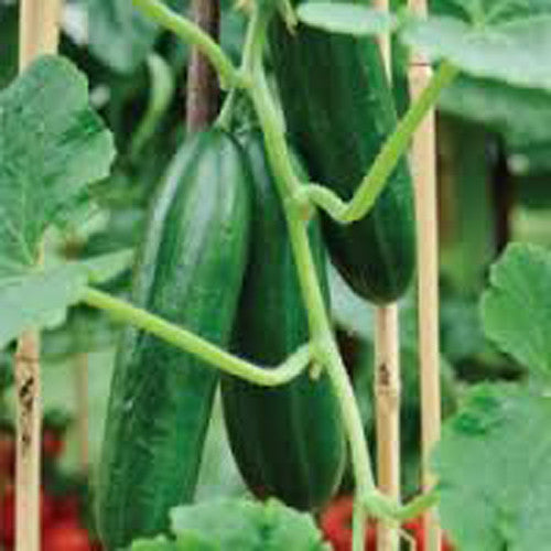 Cucumber / Kakdi Seeds myBageecha - myBageecha