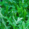 Arugula Rocket Herb Seeds