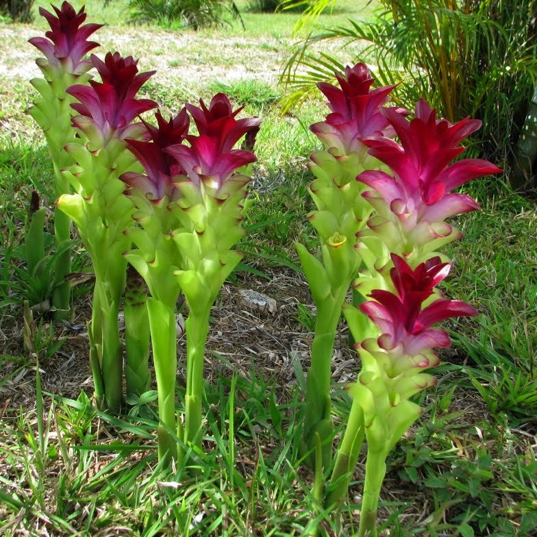 Curcuma 'Panama Purple'- Summer Tulip (Bulbs) - myBageecha