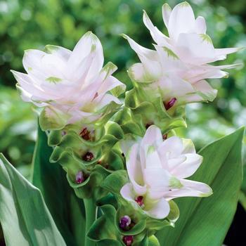 Curcuma Zedoaria 'White Wonder'- Summer Tulip (Bulbs) - myBageecha