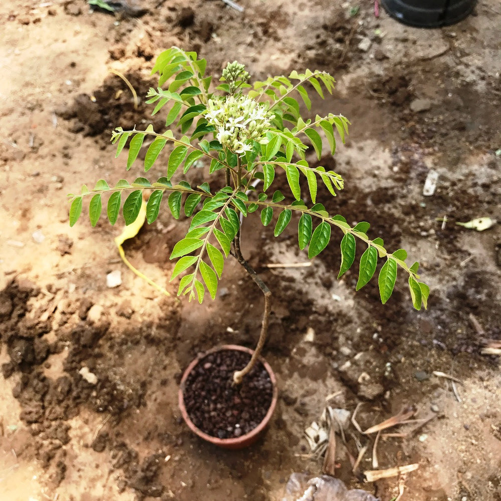 Buy Herb Plants Online Herbs for Your Home MyBageecha