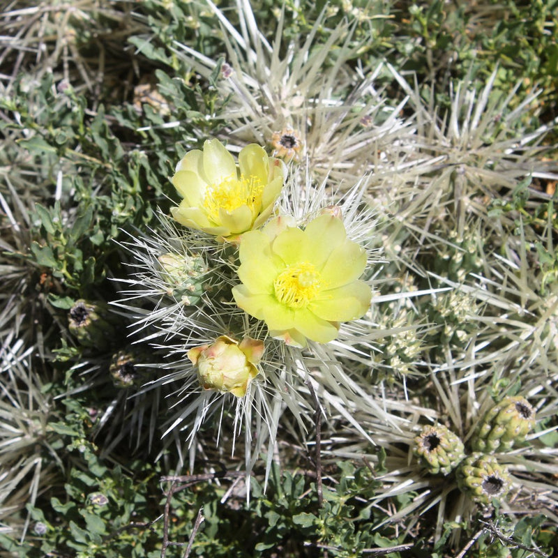 Cylindropuntia Tunicata Cactus Plant